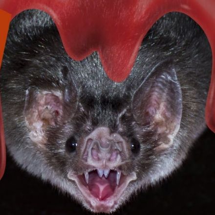 Bloody Amazing Facts About Vampire Bats