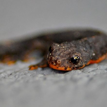 The US just banned salamander imports, hoping to stave off disaster