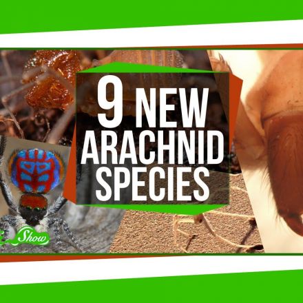 9 Amazing New Arachnid Species