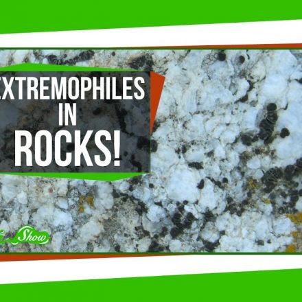 Tiny Extremophiles Living in Rocks!