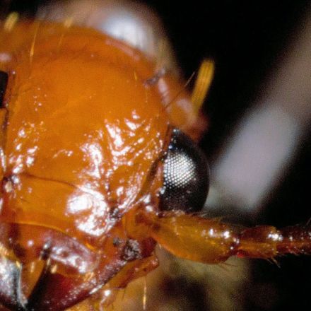Kaboom! This Beetle Makes Bombs...In Its Body | Deep Look
