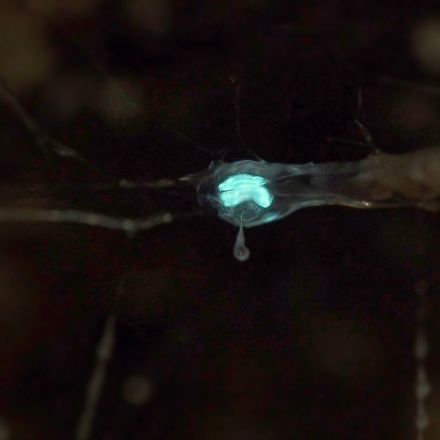These Carnivorous Worms Catch Bugs by Mimicking the Night Sky | Deep Look