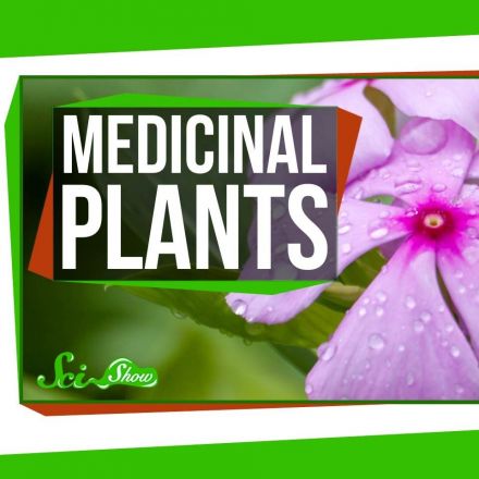 4 Plants That Are Great for Humans