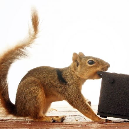 Watch These Frustrated Squirrels Go Nuts | Deep Look