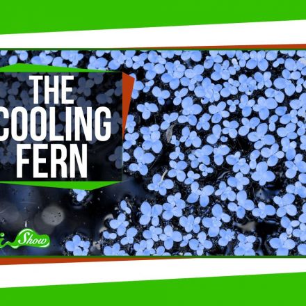 The Fern That Cooled the Planet