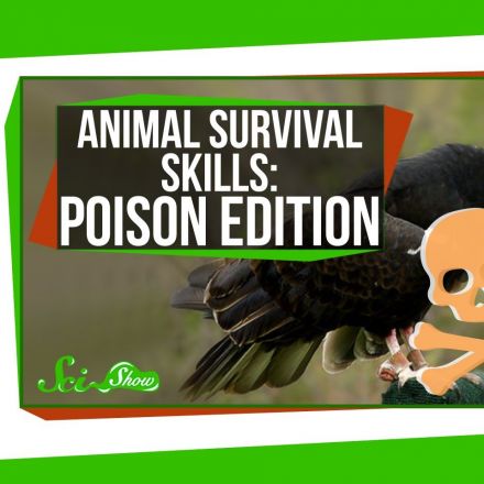 Animal Survival Skills: Poison Edition