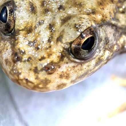 Can a New "Vaccine" Stem the Frog Apocalypse? | Deep Look