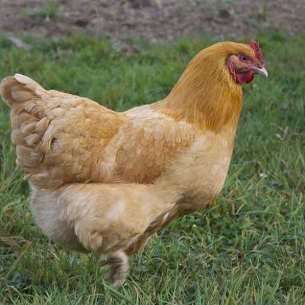 Top 3 Reasons Americans are Flocking to Raise Backyard Chickens