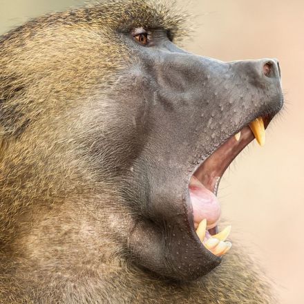 Baboons use vowel sounds strikingly similar to humans