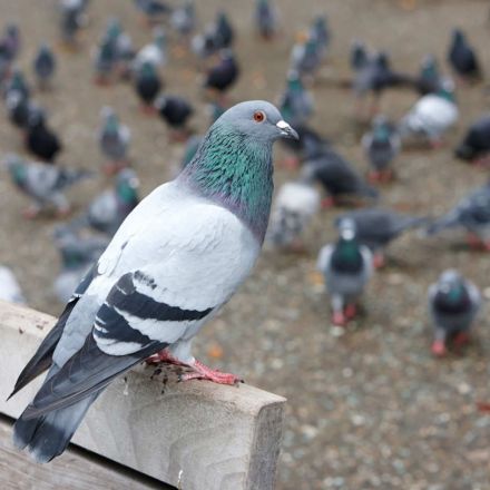 Today in Terrifying Bird News, Pigeons Know How to Read,Well Sort of