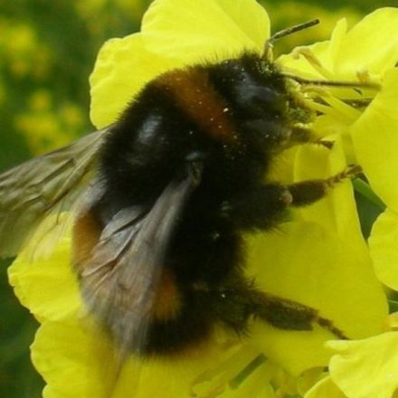 Bumblebees: Pesticide 'Reduces Queen Egg Development'