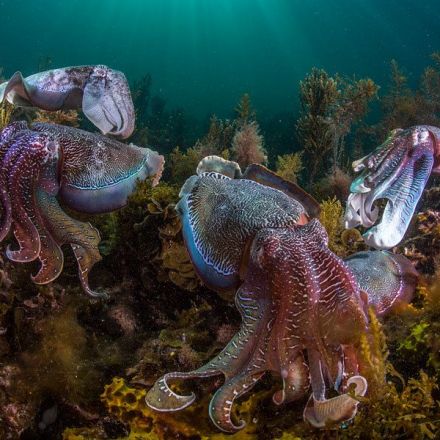 Squid, Octopus, and Cuttlefish more Abundant: Good News in the ocean?