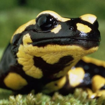 'Perfect Storm' Threatens Europe's Salamanders
