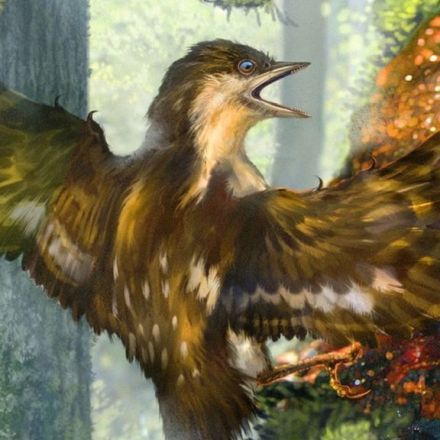 Ancient Birds' Wings Preserved in Amber
