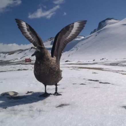 Antarctic Birds can Recognize Individual People, and Attack Intruders