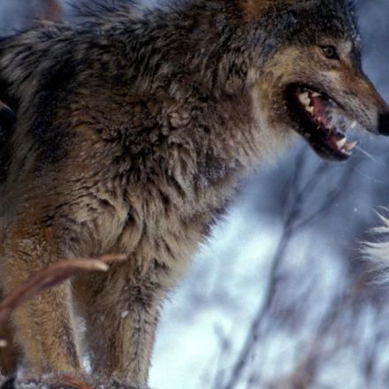 When Wolves Return to the Wild, Everything Changes