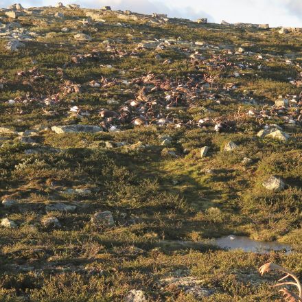 More than 300 Reindeer Killed by Lightning in Norway