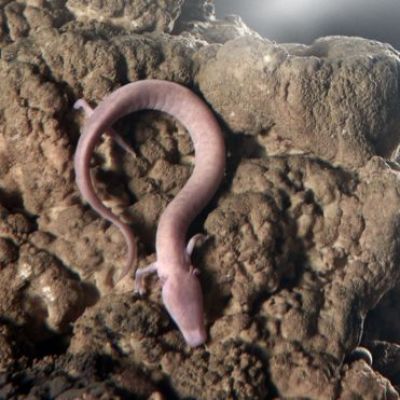 Olm eggs: Tense Wait for Baby Slovenian 'Dragons'