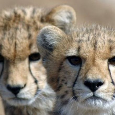 Cheetahs Heading Towards Extinction as Population Crashes