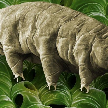 How a Water Bear Survives, Even When It’s Dry