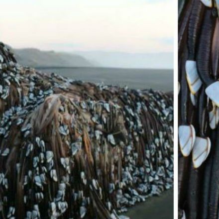 People Are Freaking Out Over This 'Monstrosity' That Washed Up in New Zealand