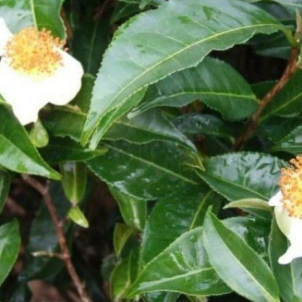 The Tea Plant's Genome Has Been Unlocked - And It's 4 Times That of Coffee