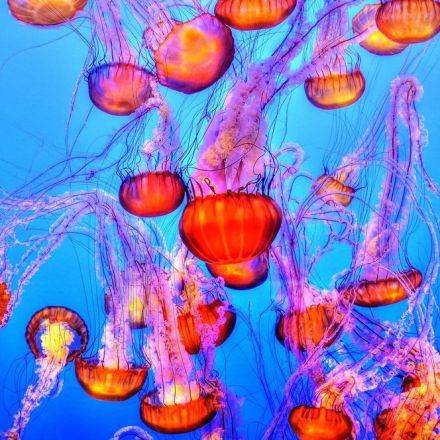 You're treating jellyfish stings all wrong