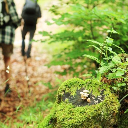 Why a walk in the woods really does help your body and your soul