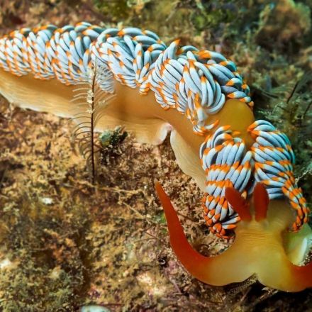 Meet the nudibranch: Seven reasons these 'naked' gastropods are more than pretty faces