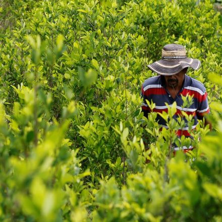 Rich-world agricultural subsidies ensure coca leaves are Colombia's only viable