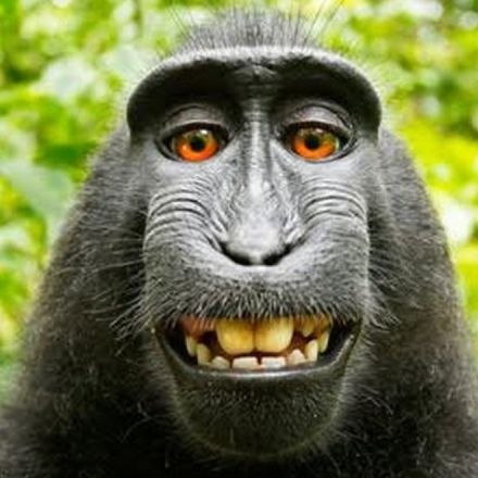 The Selfie-Taking Monkey Who Has No Idea He Has Lawyers Has Appealed His Copyright Lawsuit