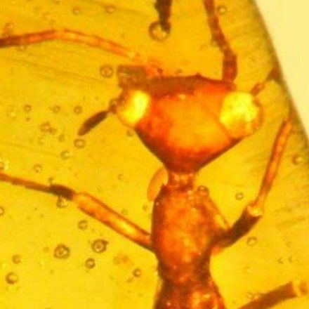 This Scary, Alien-Like Specimen Trapped in Amber Represents a Brand New Order of Insect