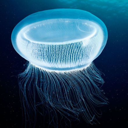 Fluorescent jellyfish proteins light up unconventional laser