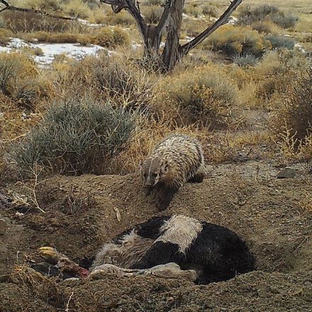 Badger filmed burying a whole cow by itself in Utah mountains