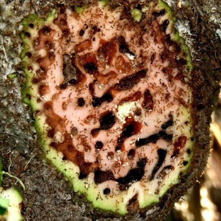 In Fiji, ants have learned to grow plants to house their massive colonies