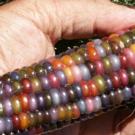 This rainbow corn actually exists. Here's how