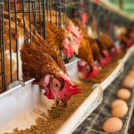California Is About To Make Egg Production More Humane, By Giving Hens 70 Percent More Space
