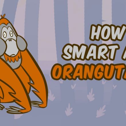 How smart are orangutans?
