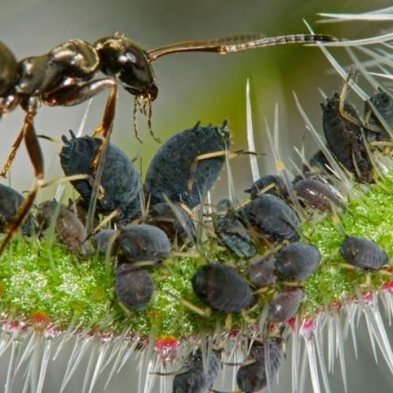 Ant species cultivates coffee for accommodation