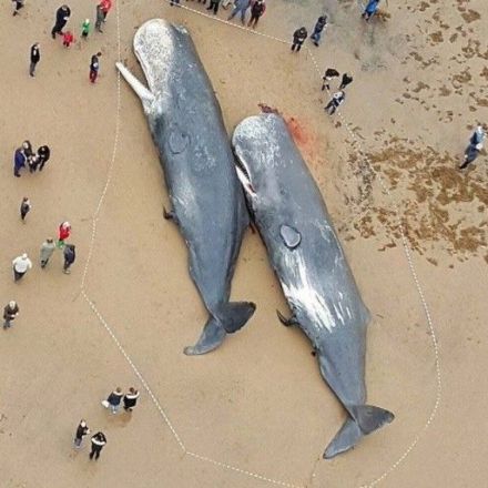 Sperm Whales Found Dead In Germany, Stomachs FULL Of Plastic And Car Parts