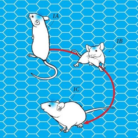 Neuroscientists Wirelessly Control the Brain of a Scampering Lab Mouse