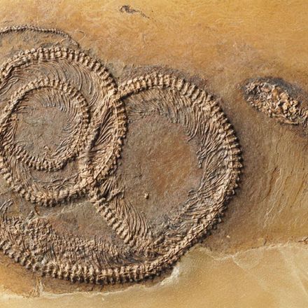 Amazing ‘Nesting Doll’ Fossil Reveals Bug in Lizard in Snake