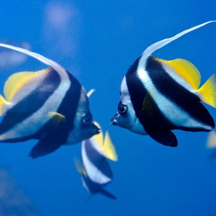 Pescatarians warned they are eating 'sentient animals' who form friendships, after landmark study on fish