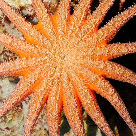 Starfish are dying out in the Pacific – and no-one is quite sure why