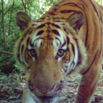 New population of rare tigers found in eastern Thailand