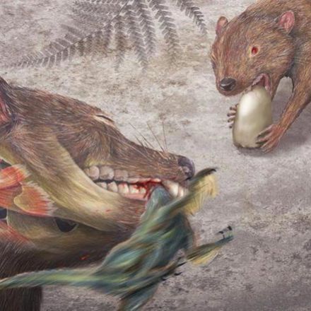 Ancient Marsupial Relative May Have Eaten Little Dinosaurs