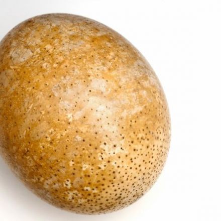 Proteins from 'deep time' found in ostrich eggshell