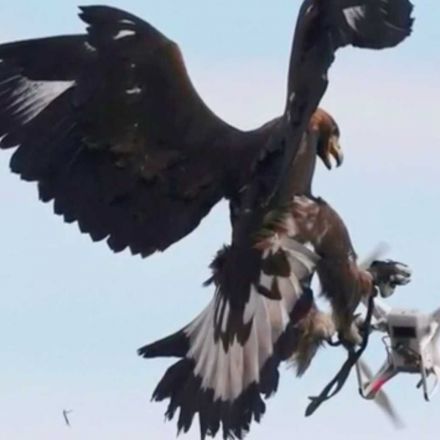 Terrorists are building drones. France is destroying them with eagles.