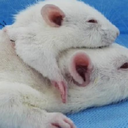 Scientists Just Transplanted Small Rat Heads Onto Bigger Rats