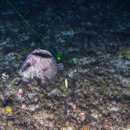 Amazon Reef: First images of new coral system
